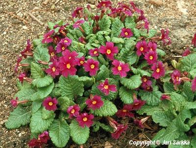  Primula Pruhoniciana-Ryhm 'Wanda'